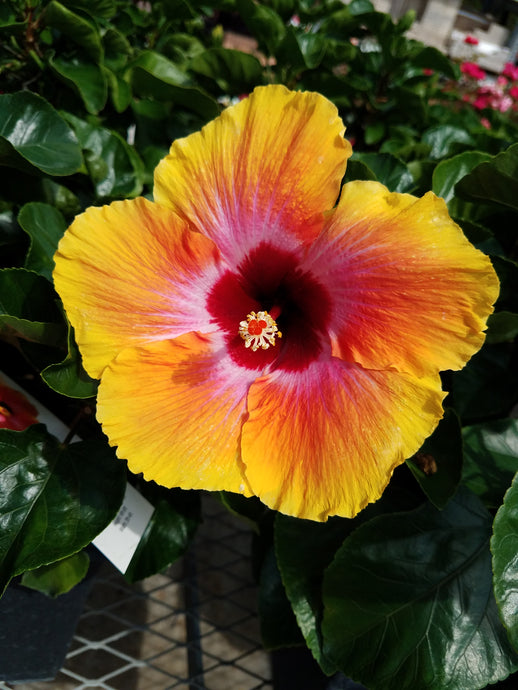 Life's Beauty: Rainbow Hibiscus