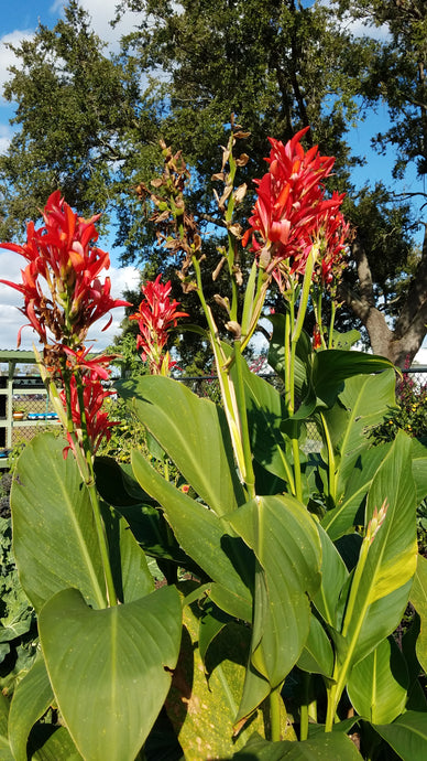 Life's Beauty: Flowers in the garden