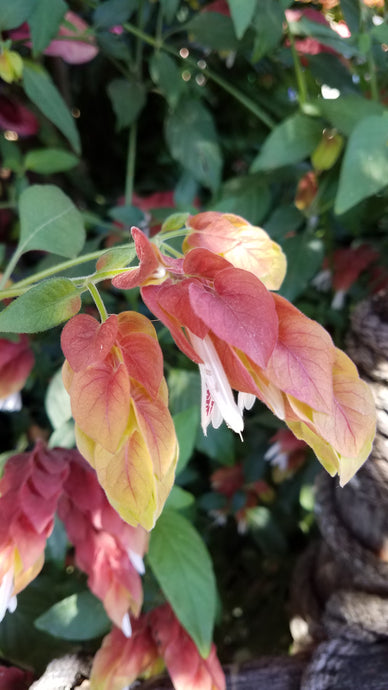 Life's Beauty: Life Blooming