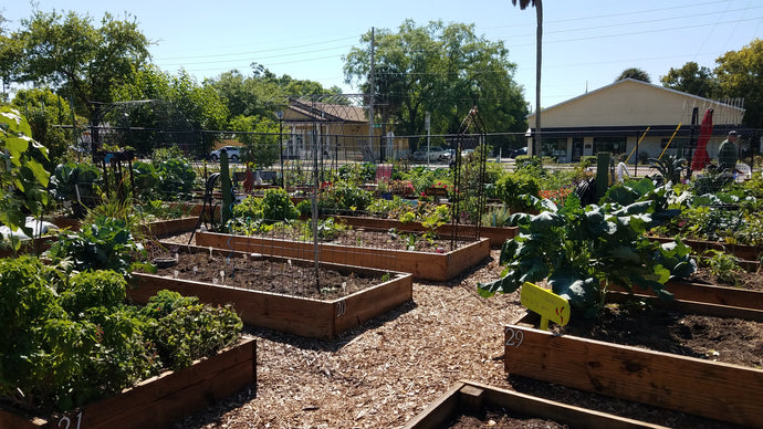 Life's Beauty: Community Garden