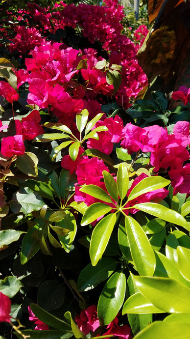 Life's Beauty: Starburst of flowers