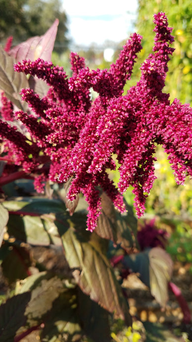 Beauty of Nature: Amaranth Ancient Grain